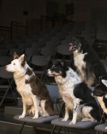 tiyatroda bir grup köpek