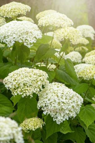 Yakın çekim yansıma yaz çiçekli ortanca Arborescens 'Incrediball veya pürüzsüz ortanca, beyaz çiçekler