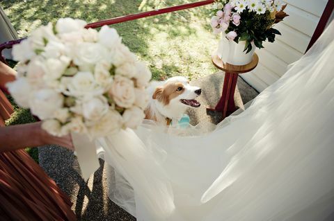 Düğün resepsiyonunda köpek