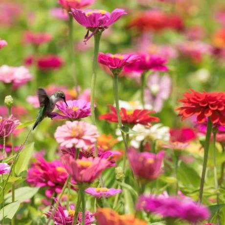 Sinek kuşu ve renkli canlı pembe Zinnia Çiçek Bahçe