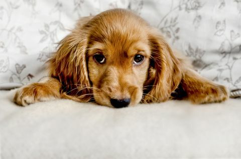 Sevimli cocker spaniel köpek yavrusu