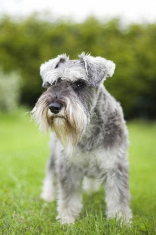 minyatür schnauzer