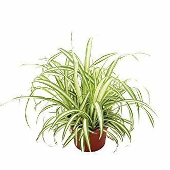 Ocean Spider Plant Alacalı - California Tropicals'tan 6''