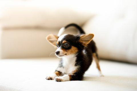 çömelmiş chihuahua köpek yavrusu