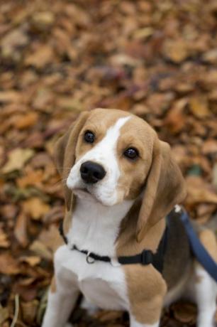 sana bakarken sonbahar yaprakları üzerinde şirin beagle köpek yavrusu