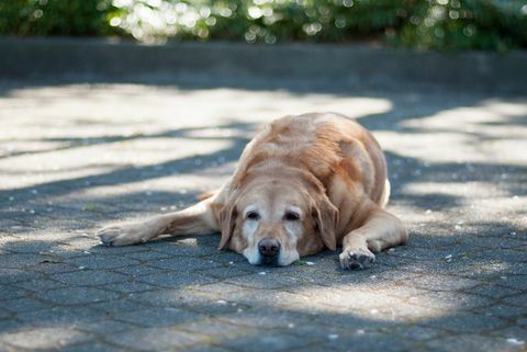 gölgede yatan köpek