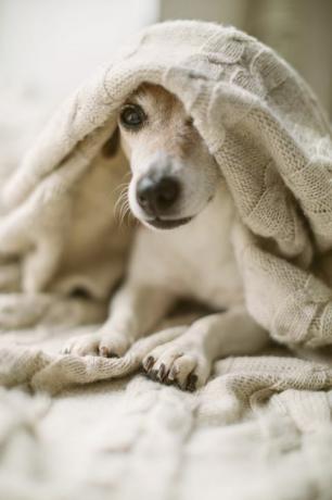 köpekler üşüyebilir mi