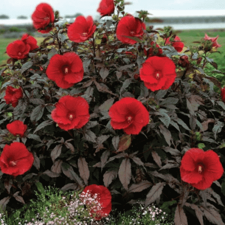 'Geceyarısı Marvel' Hardy Hibiscus