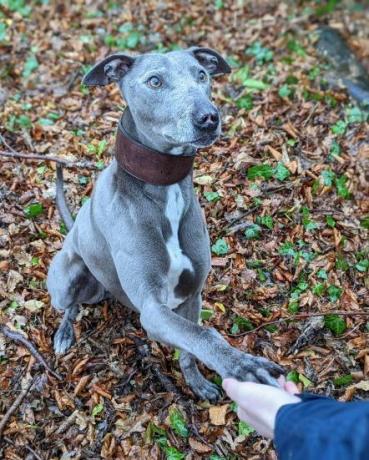 kurtarma köpeği bronco'nun yeni sahiplere ihtiyacı var