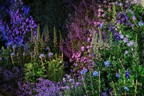 Chelsea Flower Show 2020: Tarihler, Biletler ve Gösteri Bahçesi Önizlemeleri