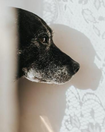 net perdenin arkasındaki köpek