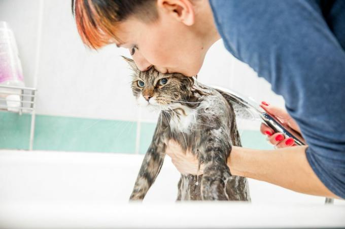 Yetişkin kadın küvette Sibirya kedisini yıkıyor, kollarının altından ön ucunu kaldırıyor ve çalışırken kafasını öpüyor
