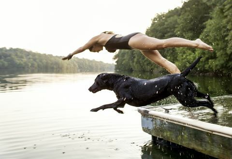 Köpek yüzme