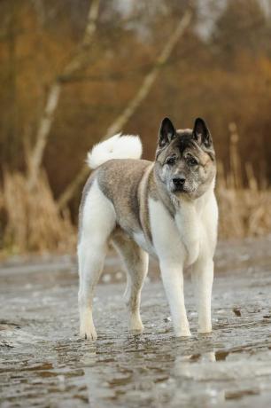 akita - en iyi bekçi köpekleri