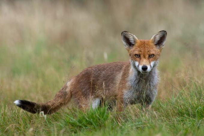 Kızıl Tilki (Vulpes vulpes)