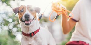 Mutlu, neşeli ve şakacı Jack Russell köpeği yaz tatillerinde açık havada ve dışarıda parkın bahçesinde dinleniyor ve dinleniyor.