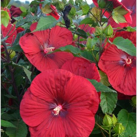 'Vintage Şarap' Hardy Hibiscus 