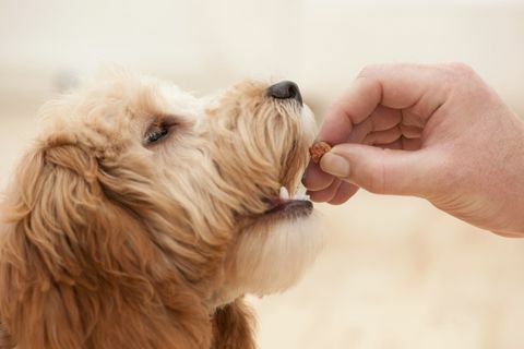 Köpek sahibi tarafından besleniyor