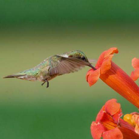 Ruby - boğazlı sinek kuşu ve trompet çiçek