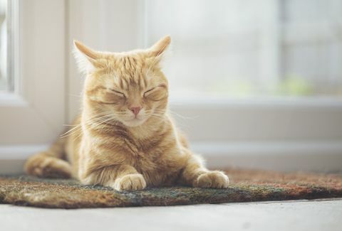Zencefil kedi paspas üzerinde uyuyor