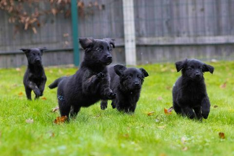 rehber köpekler 16 yavrunun çöpünü kaydetti