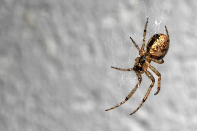 Birleşik Krallık örümcekleri – eksik sektör küresi dokumacısı