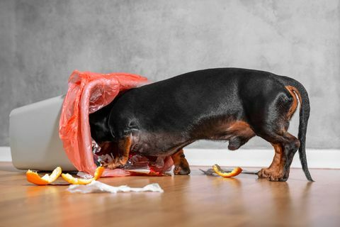 siyah ve ten rengi dachshund bir ev çöplüğünde ortalığı karıştırıyor, atıkları ve yemek artıklarını iç mekanlarda etrafa saçıyor