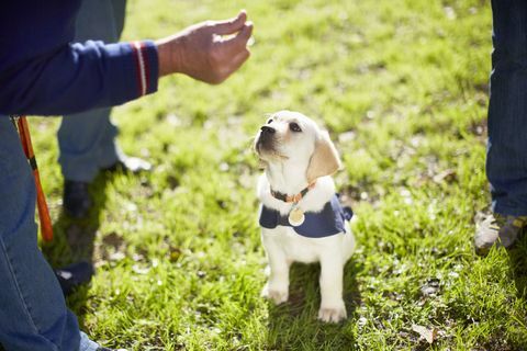 Golden retriever yavru rehber köpek eğitim