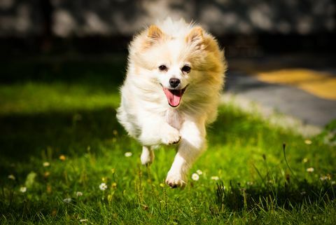 sahada koşan beyaz pomeranya köpeği