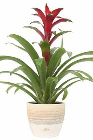 bromeliad guzmanya