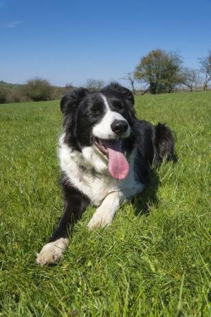 border collie çoban köpeği