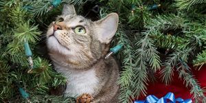 kedileri yılbaşı ağacından-nasıl-uzak tutabiliriz