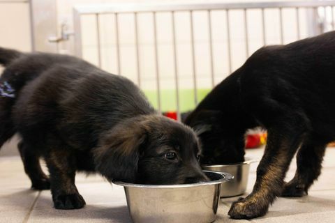 rehber köpekler 16 yavrunun çöpünü kaydetti