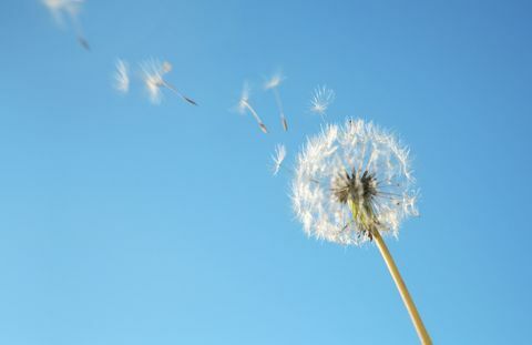 Karahindiba'nın polen mavi gökyüzü esintiyle