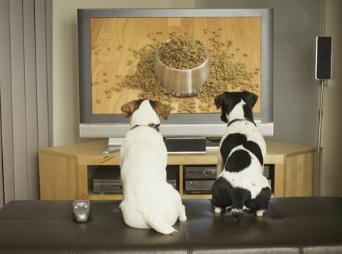 tv'de yemekle köpek yemeği izleyen köpekler