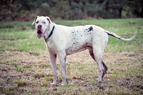 mucky büyük dane köpek ayakta alanındaki