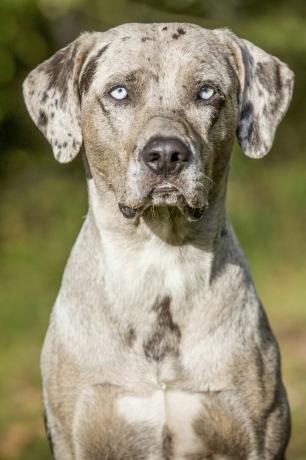 catahoula leopar köpek - en iyi bekçi köpekleri