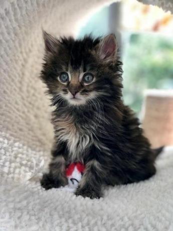 Yeni bir ev arayan sevimli yavru kedi