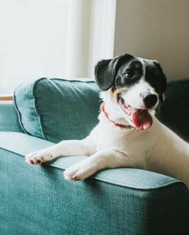 sevimli siyah beyaz köpek mavi bir kanepede oturuyor, patilerini kanepenin koluna asıyor.