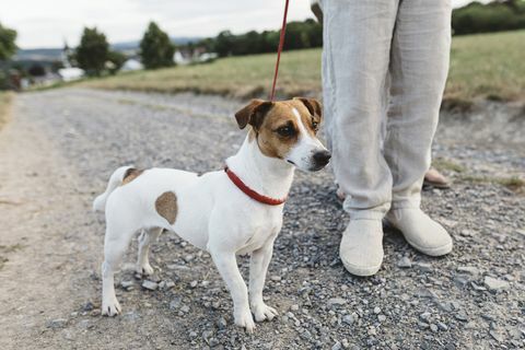 köpek yürüyüşü