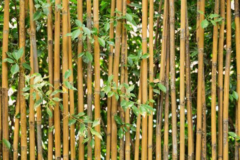 Bambu bahçe çiti