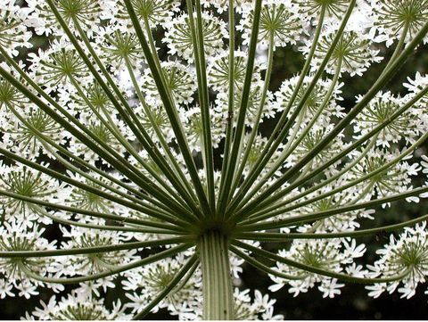 Uzmanlar tehlikeli dev hogweed bitkisi hakkında uyarı veriyor