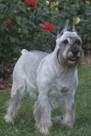 standart schnauzer