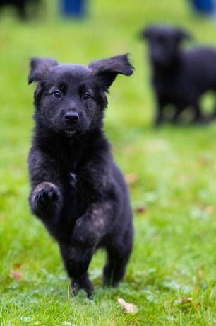 rehber köpekler 16 yavrunun çöpünü kaydetti