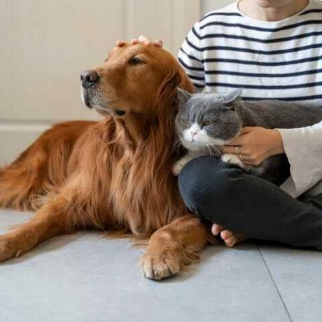 Golden Retriever ve British Shorthair sahibine eşlik ediyor