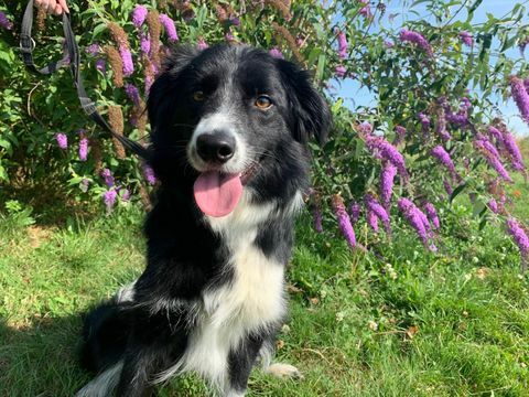 Köpekler Border Collie Güven