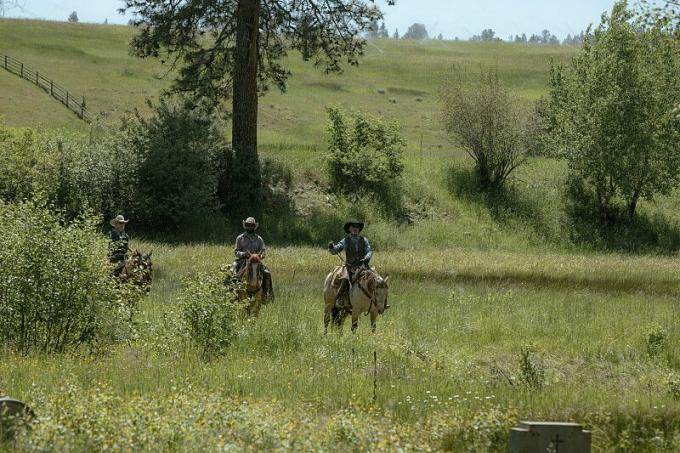 Yellowstone'da çayırda binen kovboylar