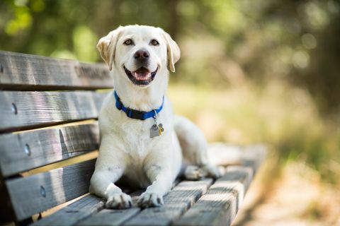 Labrador Retriever köpek bankta açık havada gülümsüyor