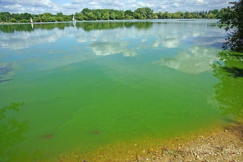 Siyanobakteriler veya "mavi-yeşil" algler, Severn Frampton, Gloucestershire, İngiltere