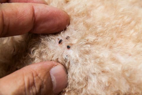 Akar ve köpek kürk deri üzerinde enfekte pire closeup